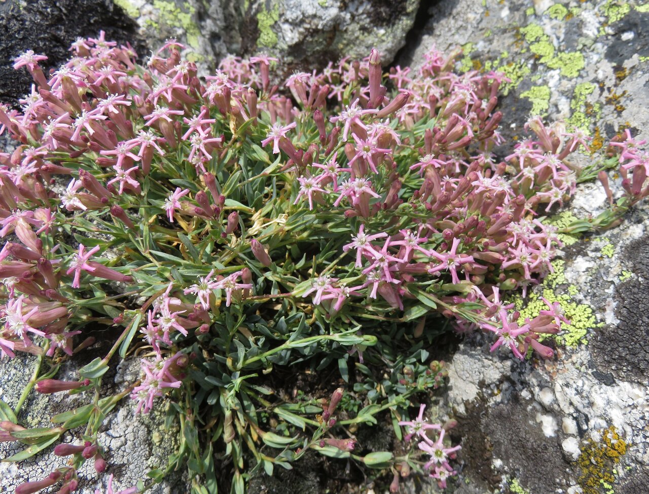 Image of Silene lerchenfeldiana specimen.