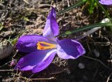 genus Crocus