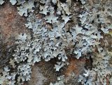 Parmelia sulcata