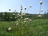 Смотреть изображение Eriophorum brachyantherum