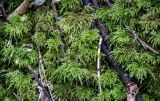 View full-size image Thamnobryum alopecurum