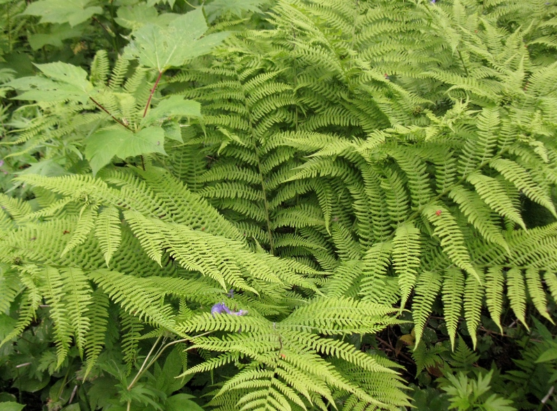 Image of Athyrium filix-femina specimen.