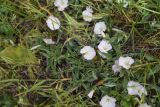 View full-size image Convolvulus lineatus