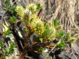 Salix apoda