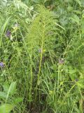 Pedicularis exaltata