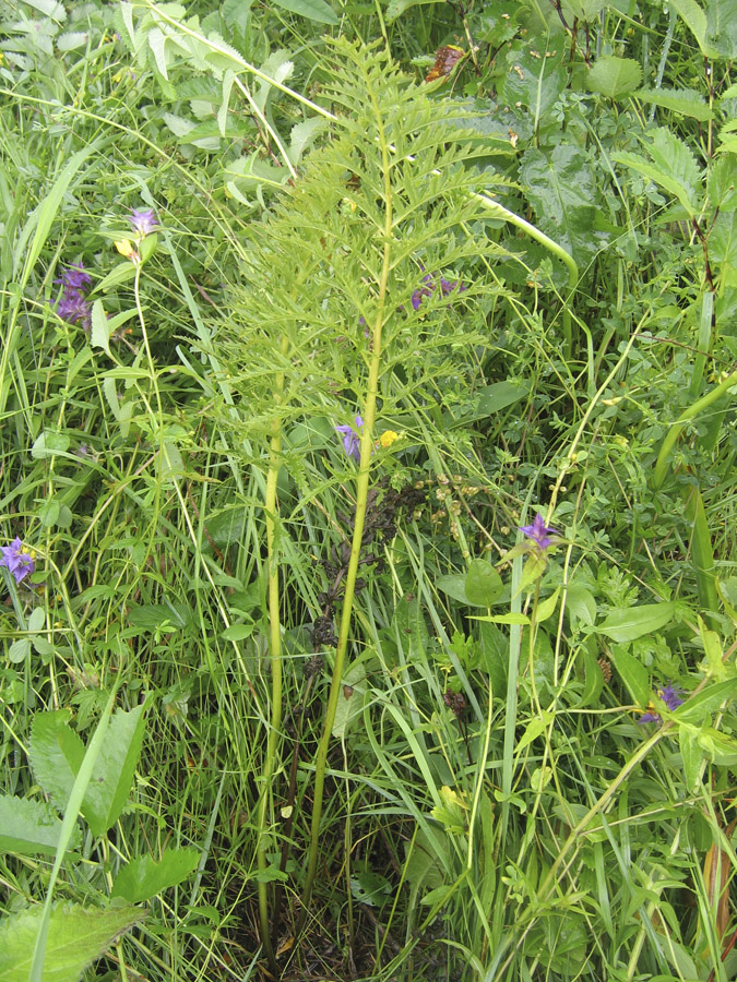 Изображение особи Pedicularis exaltata.