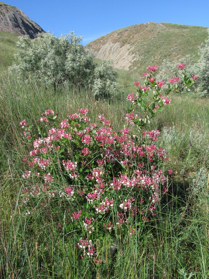 Image of Lonicera caprifolium specimen.