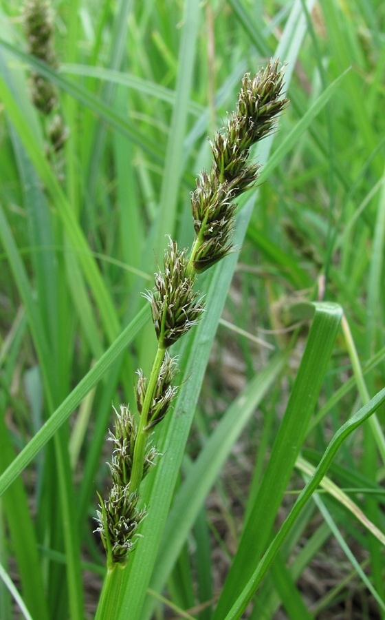 Изображение особи Carex vulpina.