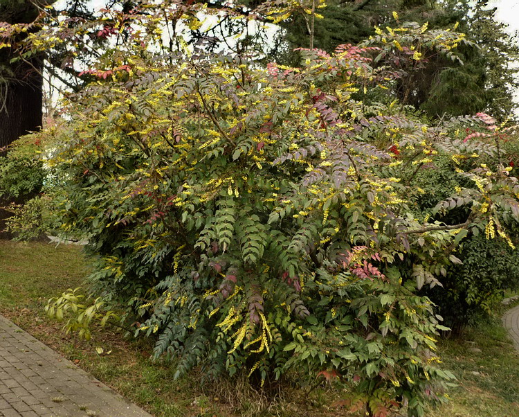 Изображение особи Mahonia bealei.