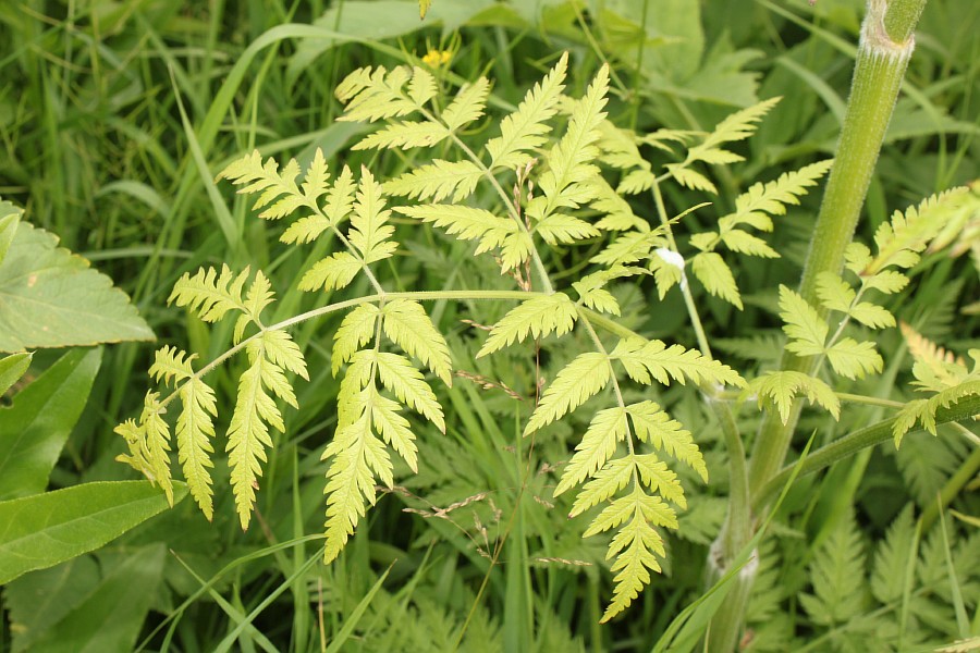 Изображение особи Anthriscus sylvestris.