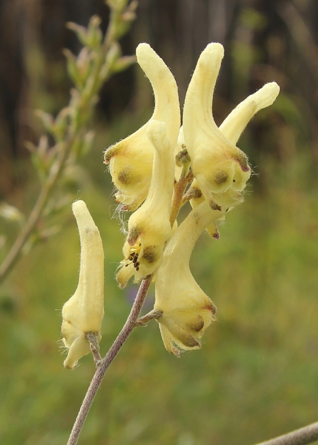 Image of Aconitum barbatum specimen.