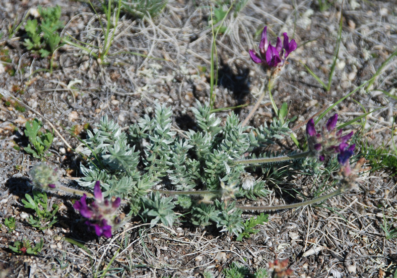 Изображение особи Oxytropis turczaninovii.