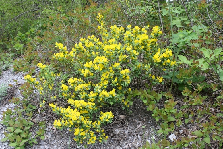 Image of Chamaecytisus ruthenicus specimen.