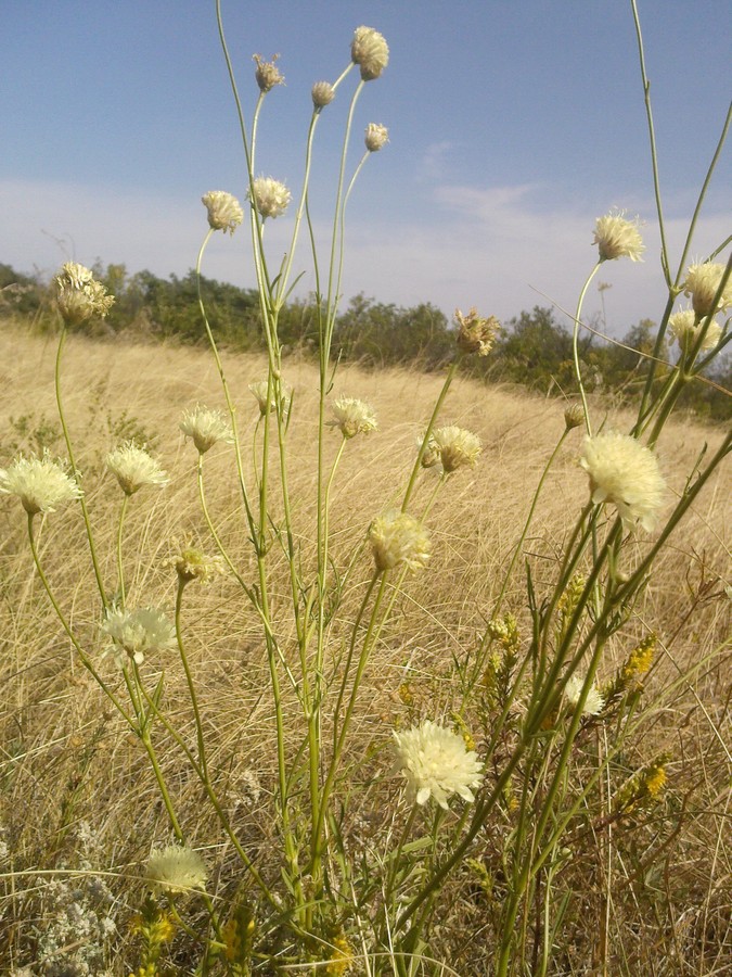 Image of Cephalaria uralensis specimen.