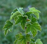 Ribes nigrum