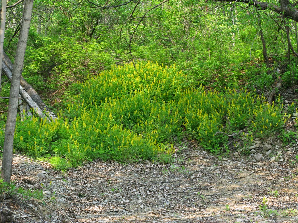 Image of Corydalis speciosa specimen.