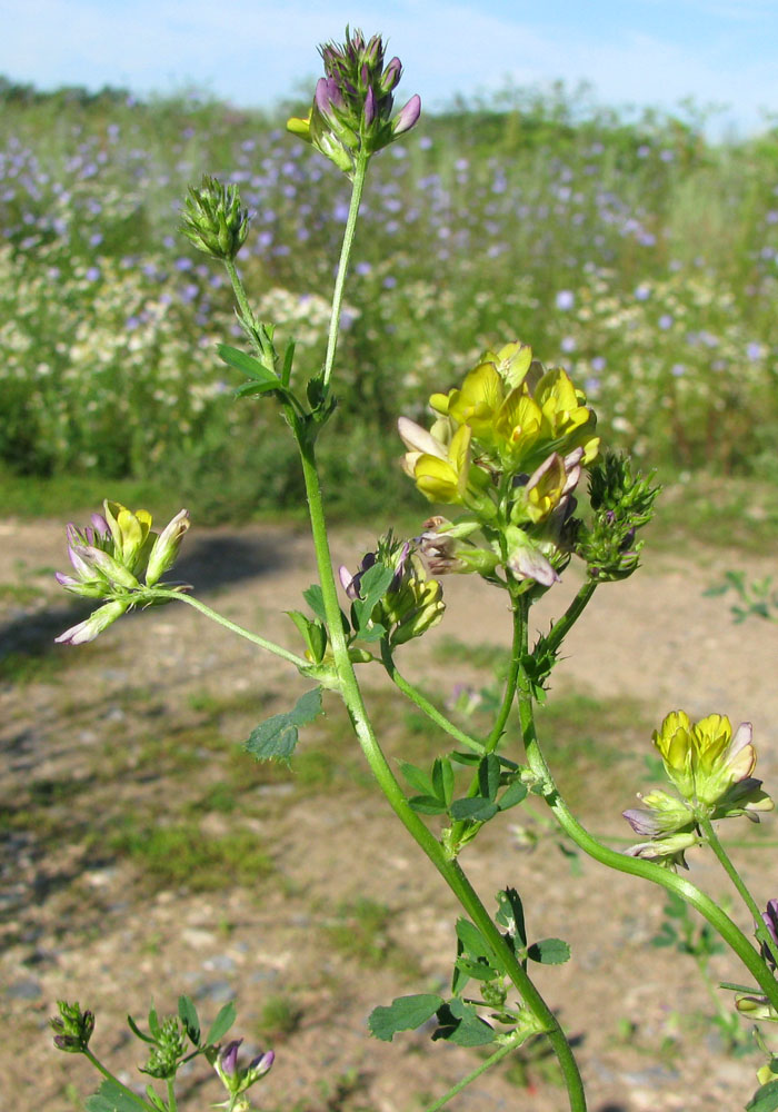 Изображение особи Medicago &times; varia.