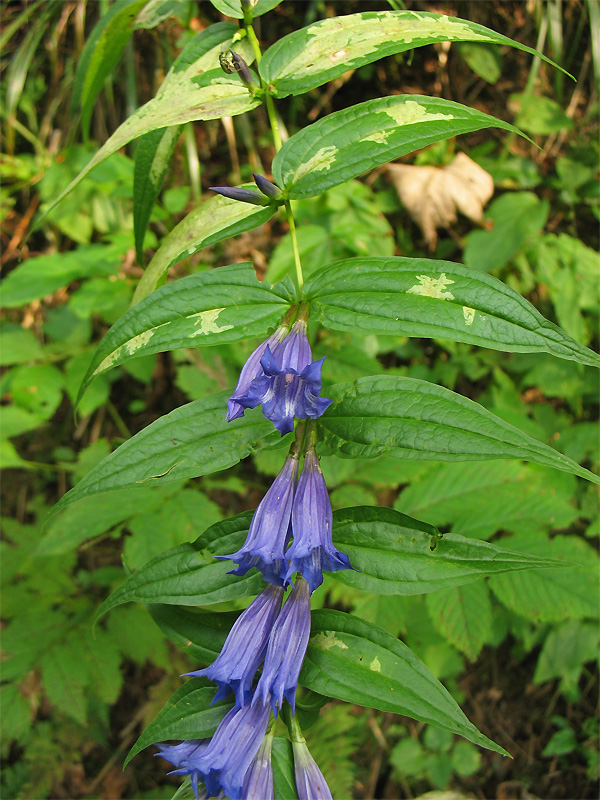 Image of Gentiana asclepiadea specimen.