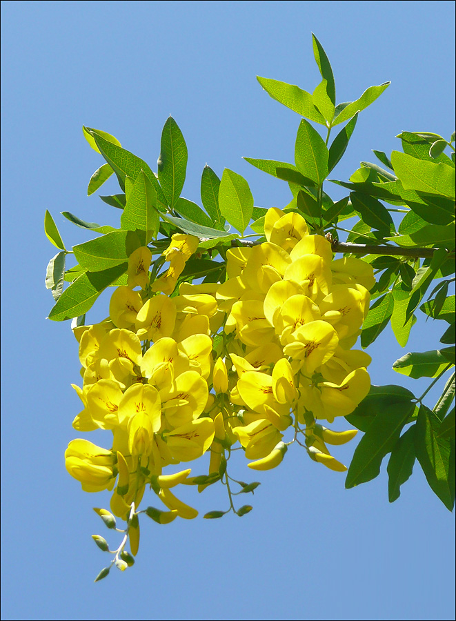 Image of Laburnum anagyroides specimen.