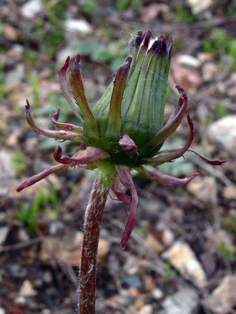 Image of Taraxacum marklundii specimen.