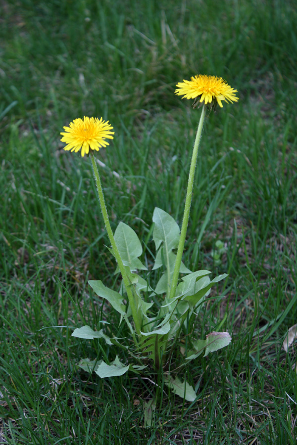 Изображение особи Taraxacum officinale.