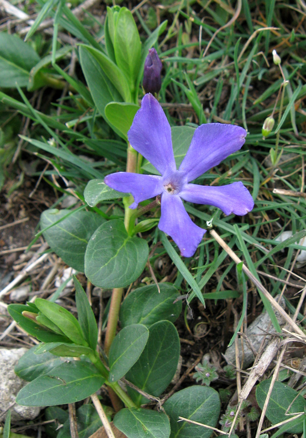 Изображение особи Vinca herbacea.