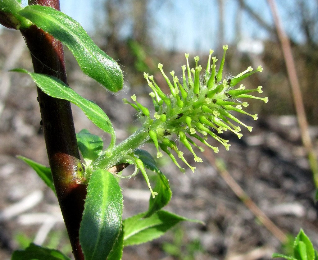 Image of Salix &times; myrtoides specimen.