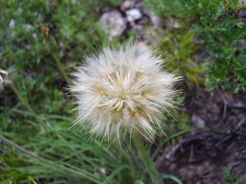 Image of Scorzonera radiata specimen.