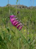 Gladiolus imbricatus. Соцветие и верхушка листа. Украина, Донецкая обл., Володарский р-н, заповедник \"Каменные могилы\". 01.06.2012.