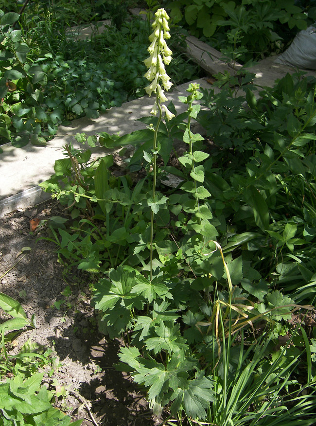 Image of Aconitum rogoviczii specimen.