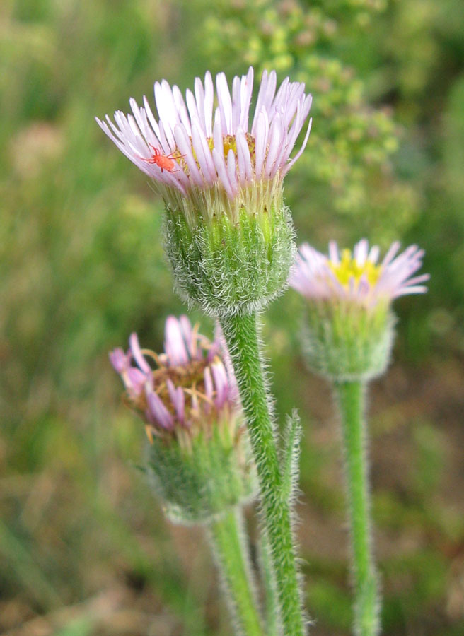 Image of Erigeron orientalis specimen.