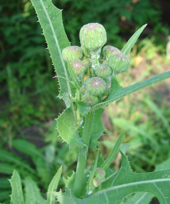 Image of Sonchus arvensis ssp. uliginosus specimen.