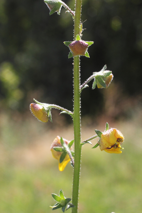 Image of Verbascum blattaria specimen.