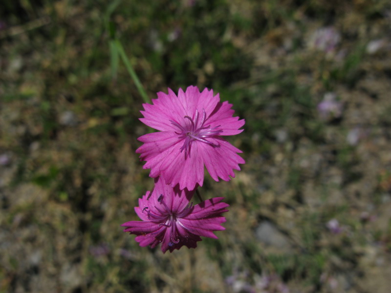 Изображение особи род Dianthus.