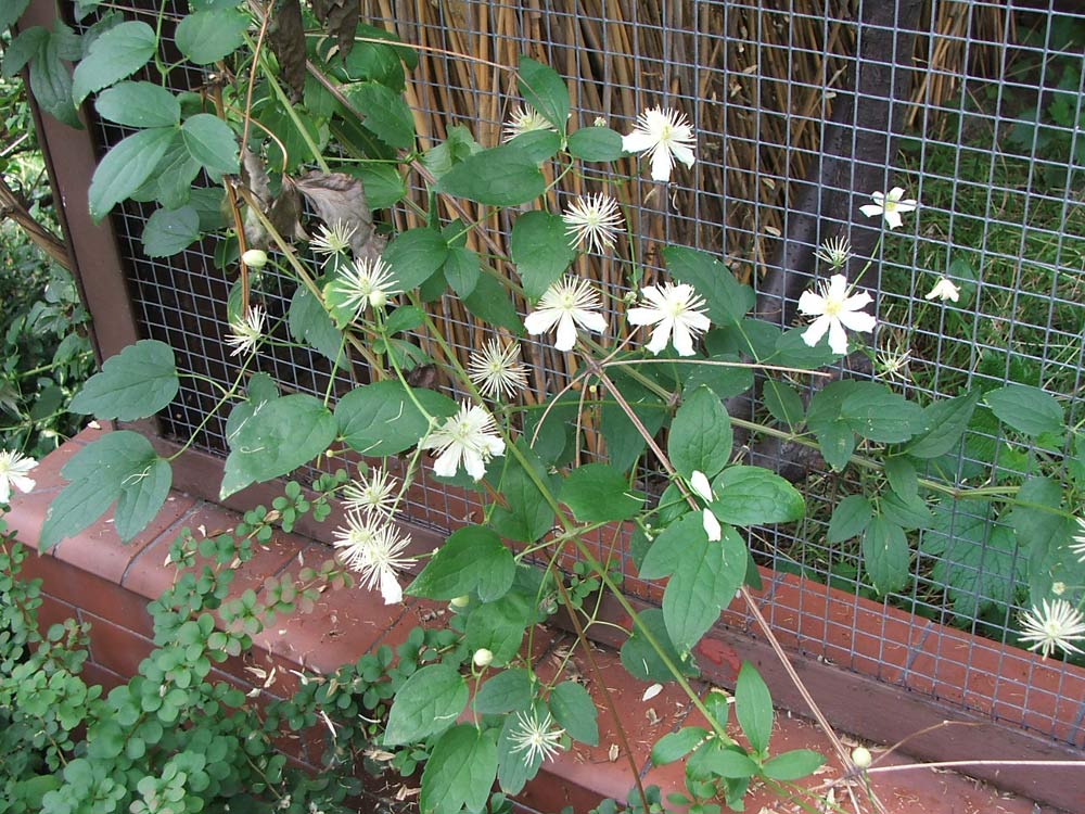 Image of genus Clematis specimen.