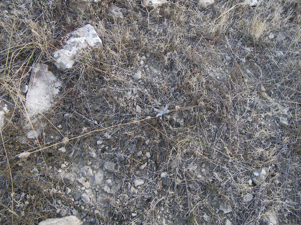 Image of Plantago minuta specimen.