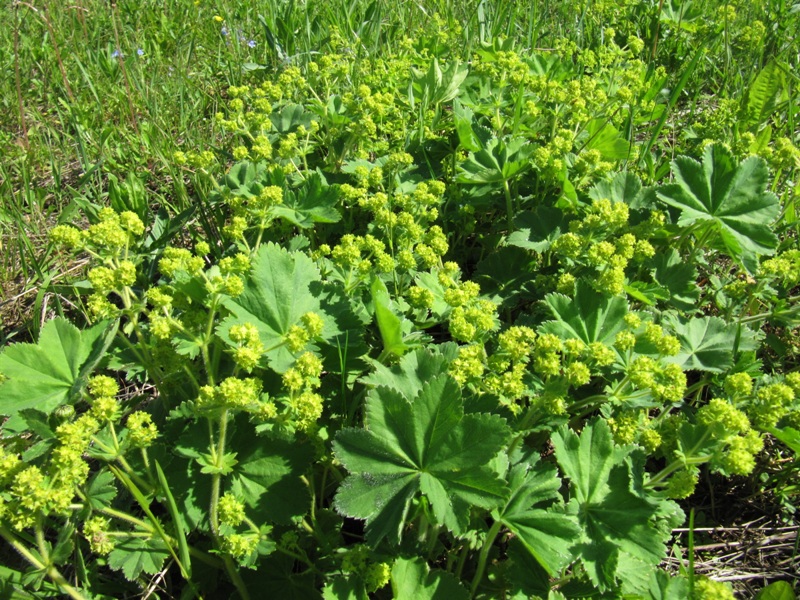 Изображение особи род Alchemilla.