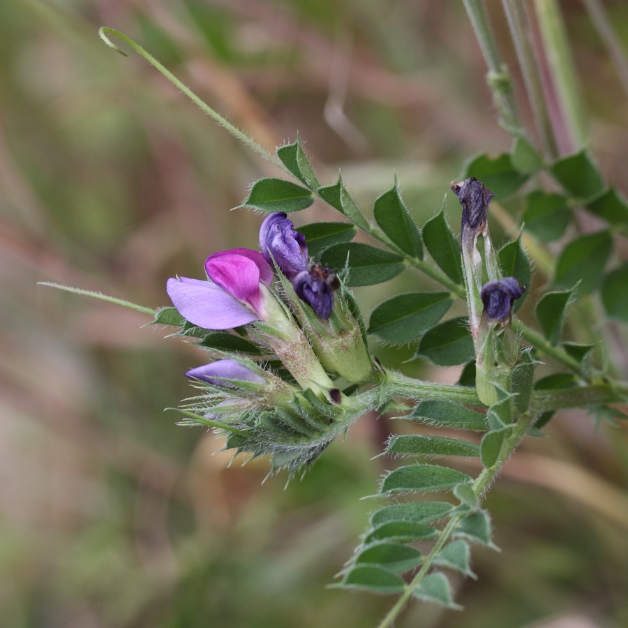 Image of Vicia sativa specimen.