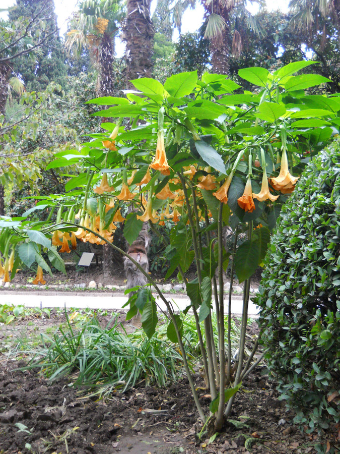 Image of Brugmansia suaveolens specimen.