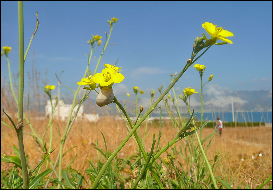 Image of Diplotaxis tenuifolia specimen.