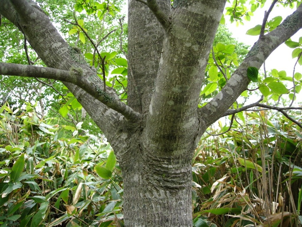 Image of Bothrocaryum controversum specimen.