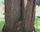 Sequoia sempervirens. Нижняя часть взрослого дерева с двумя стволами. Германия, г. Krefeld, ботанический сад. 16.09.2012.