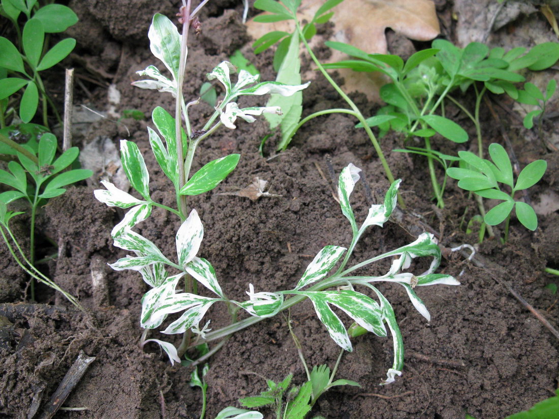 Изображение особи Corydalis solida.