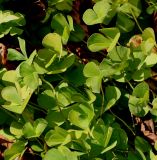 Marsilea quadrifolia. Листья. Германия, г. Krefeld, ботанический сад. 16.09.2012.