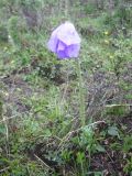 Meconopsis sinomaculata