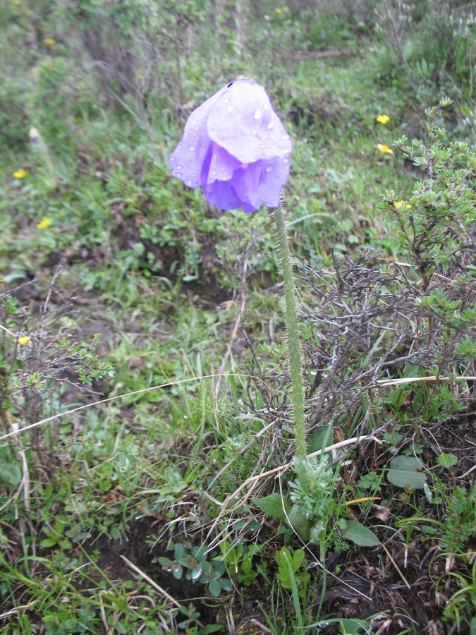 Image of Meconopsis sinomaculata specimen.