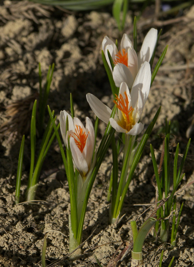 Image of Crocus candidus specimen.