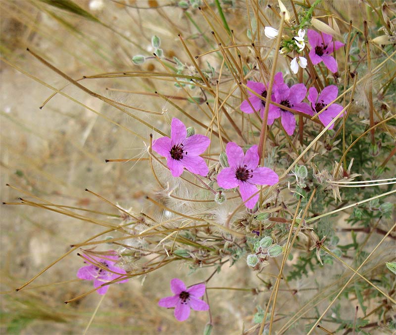 Image of Erodium crassifolium specimen.