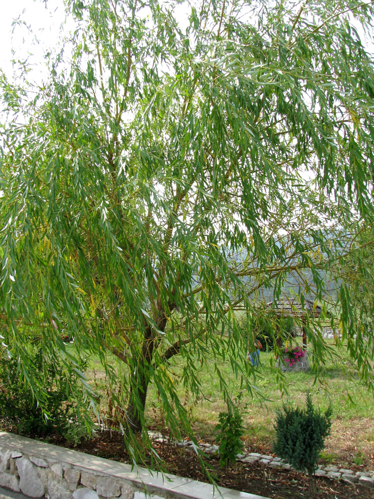 Image of Salix &times; blanda specimen.