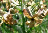 Hesperis tristis